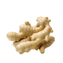 Ginger Ginger with high quality supply from Chinese air dry ginger supplier with good price